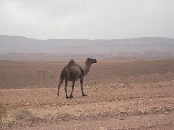 Moto turismo nel deserto